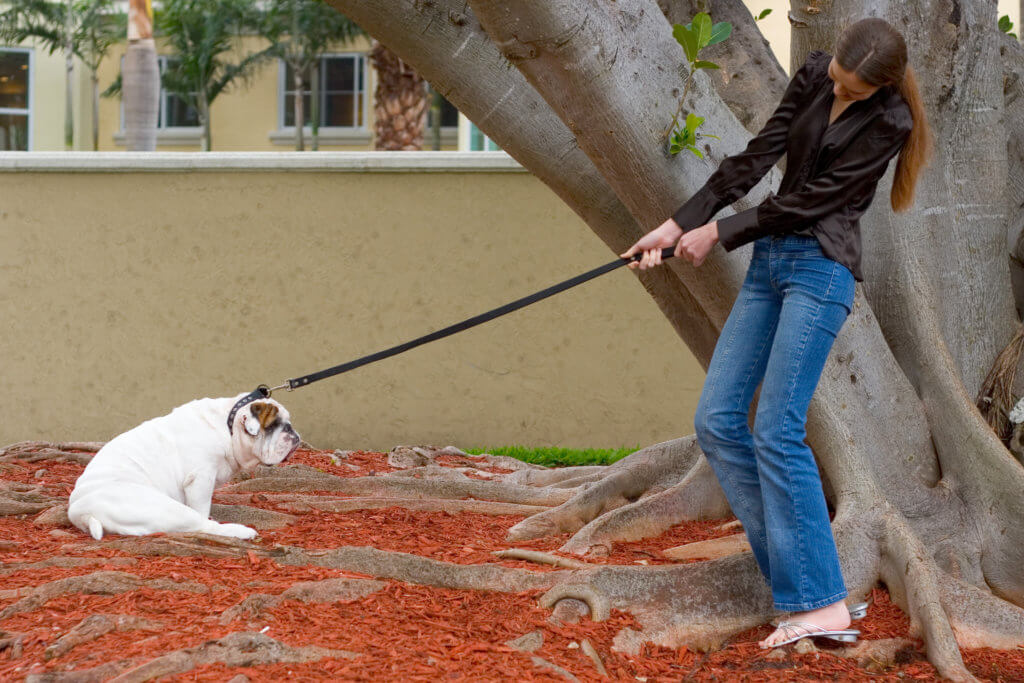Woman trying to take a stubborn bulldog on a walk, but the dog is resisting despite her best efforts.