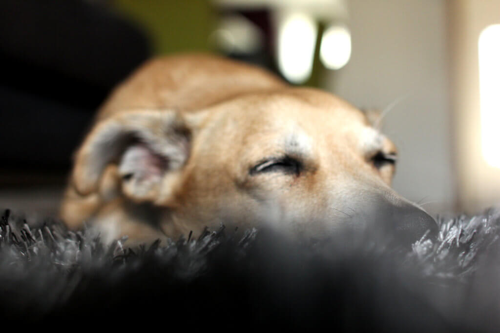 Photograph of sleeping dog on carpet. Slightly out of focus.