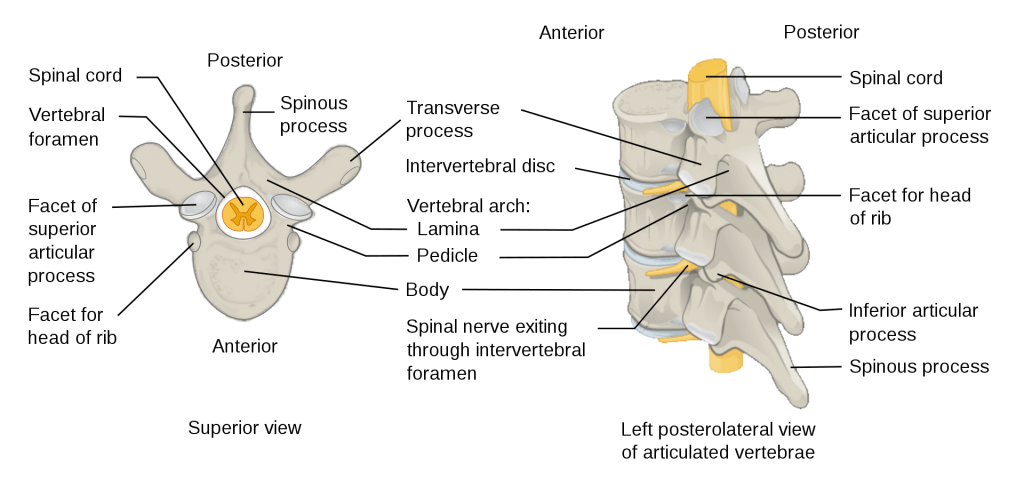 Diagram of the parts of the backbone, with two different angles to show one vertebra alone and another with three stacked on top of each other to show how they intersect.